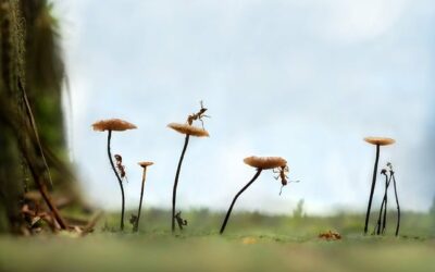 Des contes et des contrées à Pont-Péan