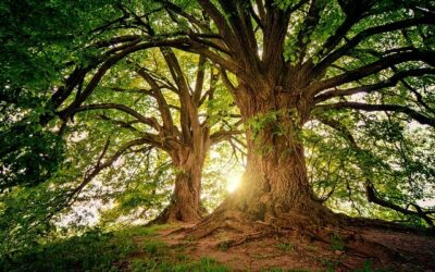 La forêt