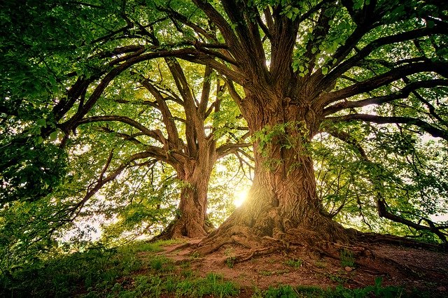 La forêt